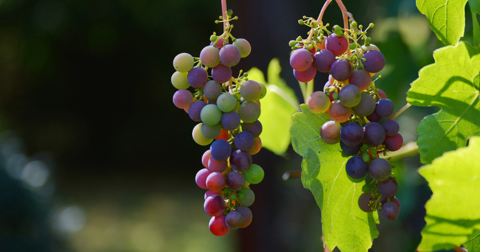Wein auf dem Balkon anbauen