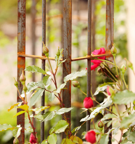 Rosenbogen in Edelrost mit Rosen Detailaufnahme