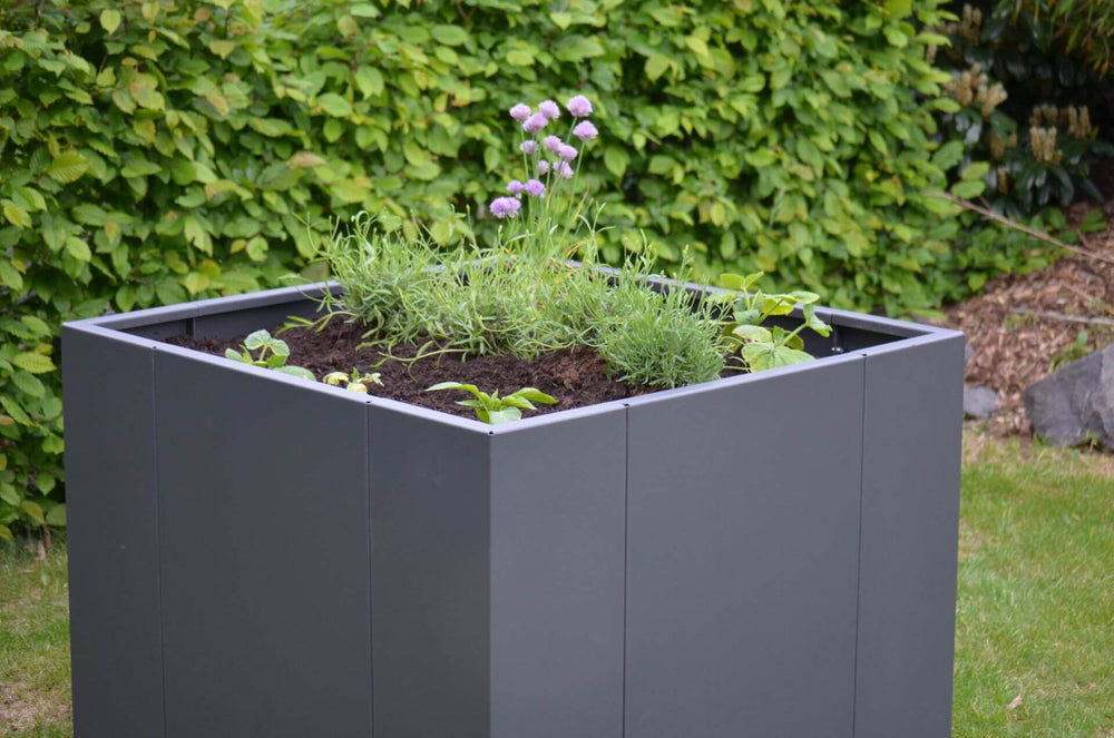 Hochbeet Monterosso Nahaufnahme frisch bepflanzt mit Setzlingen | Pulverbeschichtet anthrazit Hochbeet Monterosso Nahaufnahme frisch bepflanzt mit Setzlingen | Pulverbeschichtet anthrazit