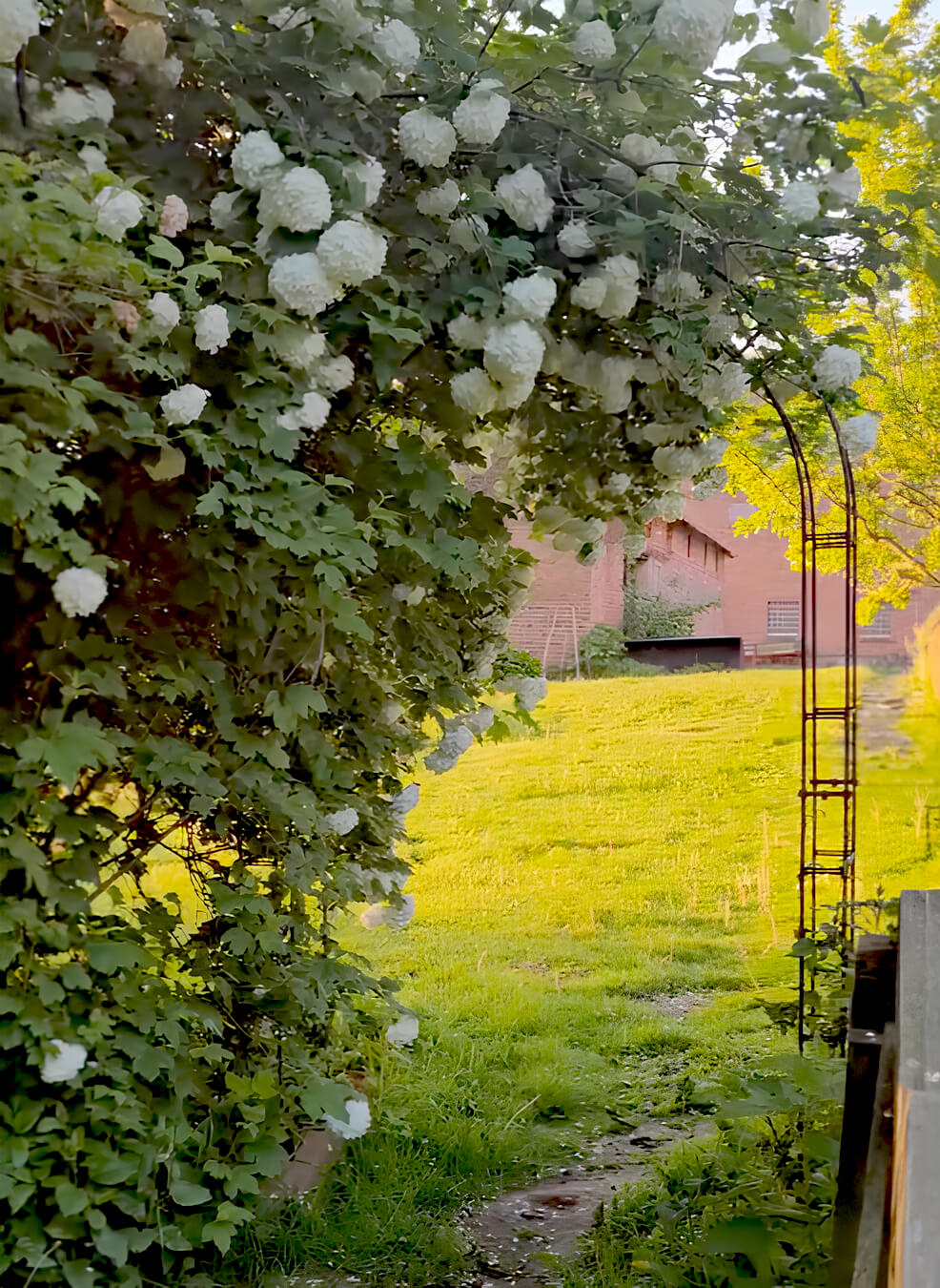 Rosenbogen Cremona hinter einem Rosenbusch | Unbeschichtet Rosenbogen Cremona hinter einem Rosenbusch | Unbeschichtet