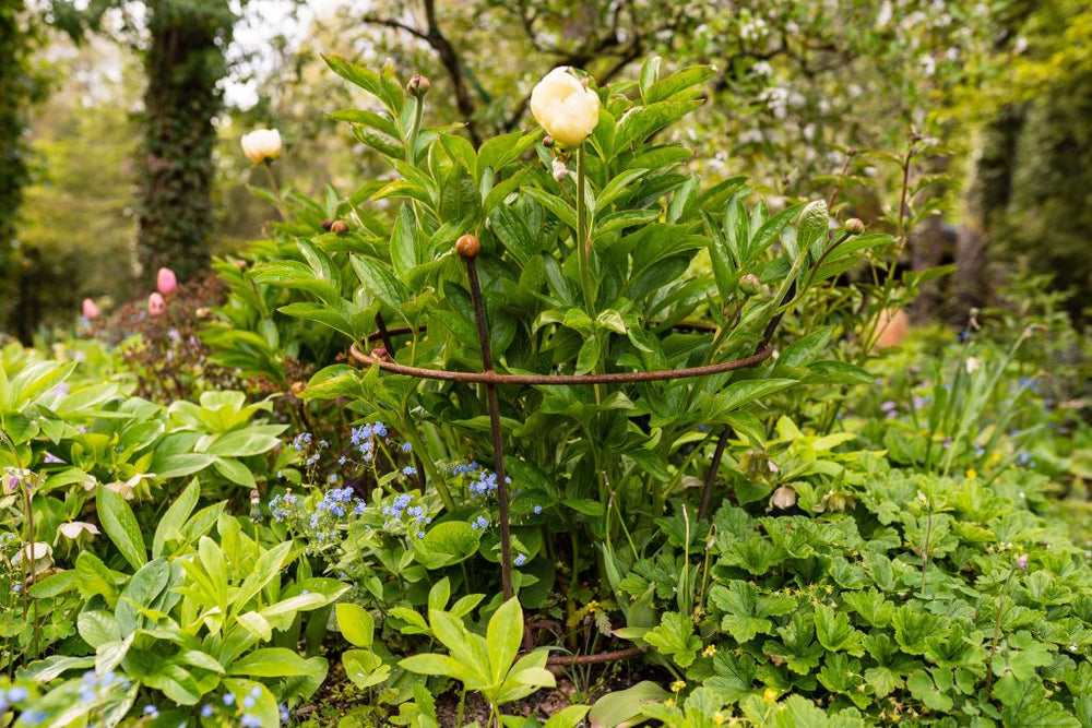 Pflanzenstütze Grosetto bewachsen im grünen Garten, unbeschichtet Pflanzenstütze Grosetto bewachsen im grünen Garten, unbeschichtet