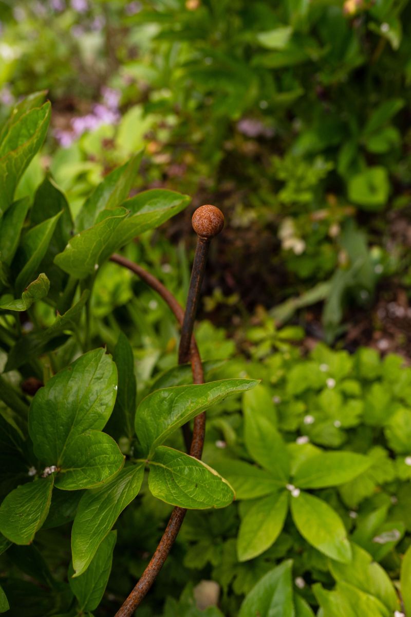 Pflanzenstütze Grosetto Detailansicht Kugelspitze, unbeschichtet Pflanzenstütze Grosetto Detailansicht Kugelspitze, unbeschichtet