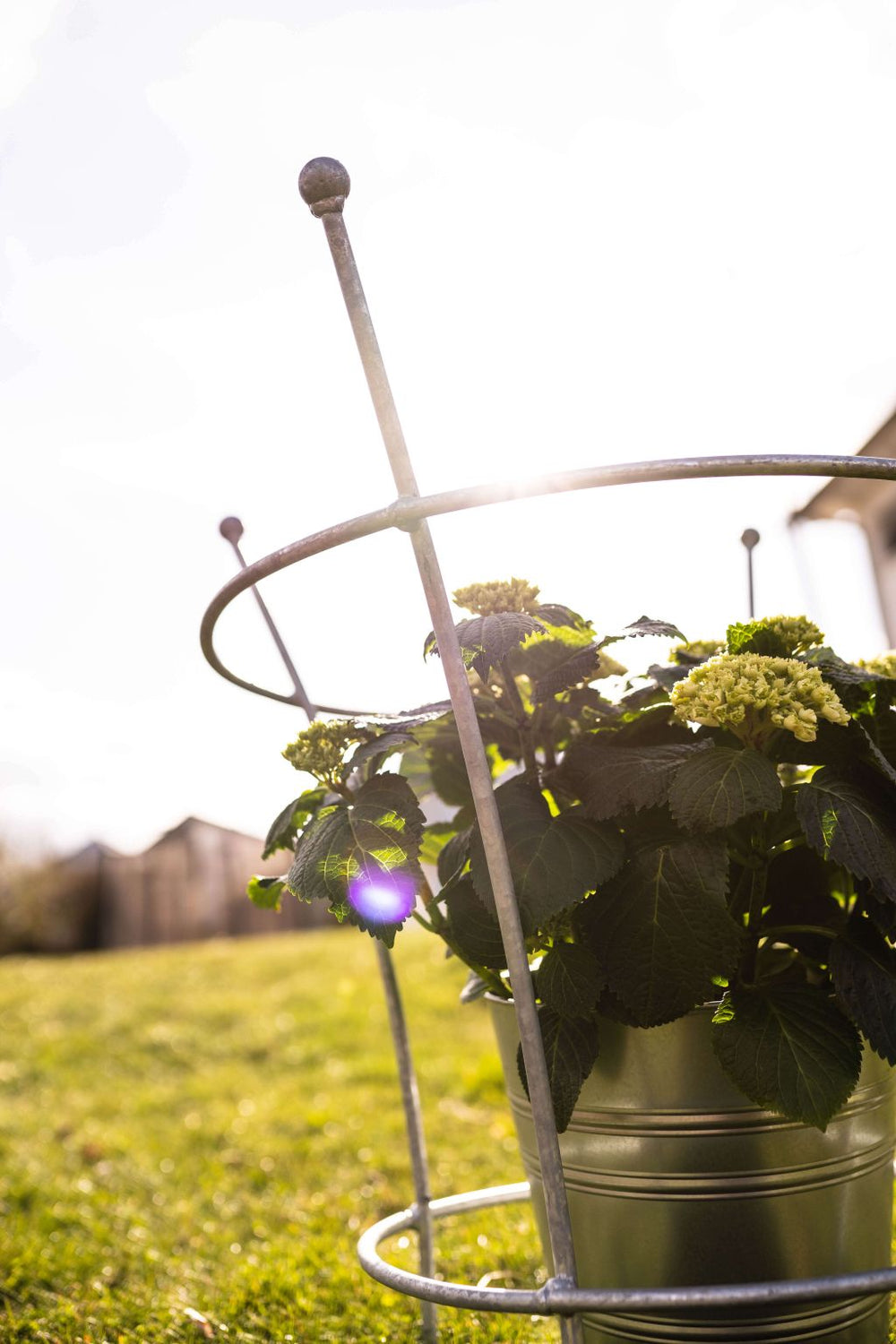 Pflanzenstütze Grosetto mit Sonnenstahlen, feuerverzinkt Pflanzenstütze Grosetto mit Sonnenstahlen, feuerverzinkt