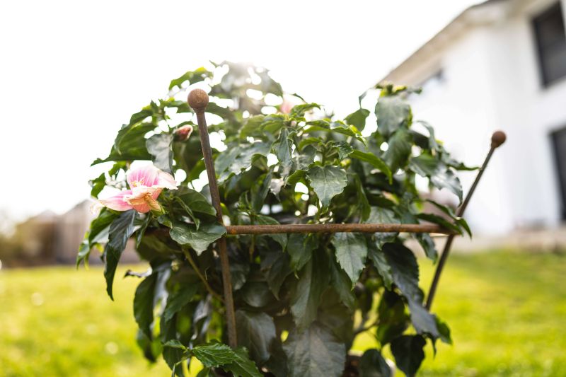 Pflanzenstütze Grosetto bewachsen mit weißen Blüten, unbeschichtet Pflanzenstütze Grosetto bewachsen mit weißen Blüten, unbeschichtet