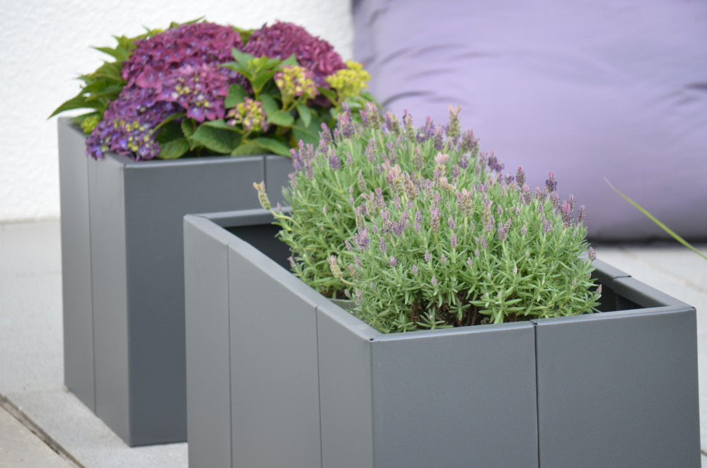 Pflanzkübel Vernazza 40x40x40 cm und 40x80x40 cm in pulverbeschichtet Anthrazit einheitlich mit lila Blumen bepflanzt Pflanzkübel Vernazza 40x40x40 cm und 40x80x40 cm in pulverbeschichtet Anthrazit einheitlich mit lila Blumen bepflanzt