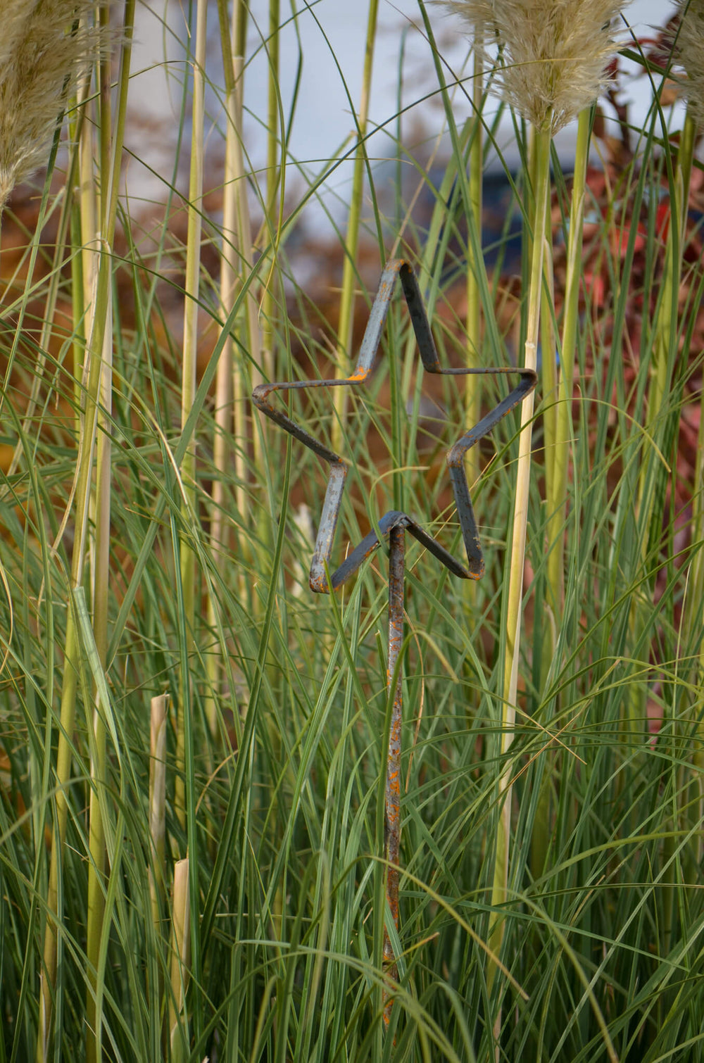 Rankstab Tissano Stern-Spitze in Schilff unbeschichtet Rankstab Tissano Stern-Spitze in Schilff unbeschichtet