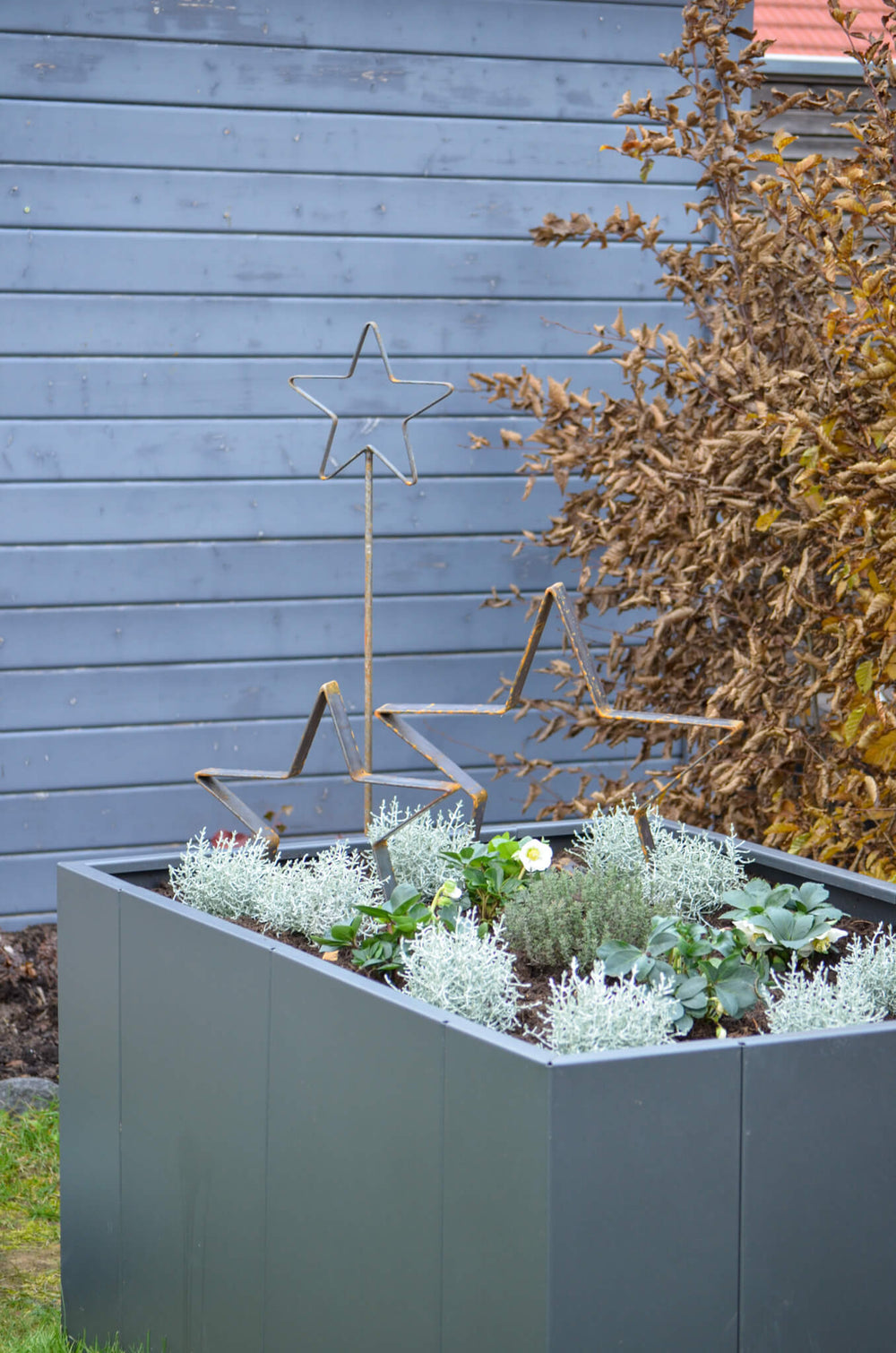 Stern-Set Rankstab Tissano + Novara Set unbeschichtet zusammen im Hochbeet vor grauer Gartenhütte Stern-Set Rankstab Tissano + Novara Set unbeschichtet zusammen im Hochbeet vor grauer Gartenhütte