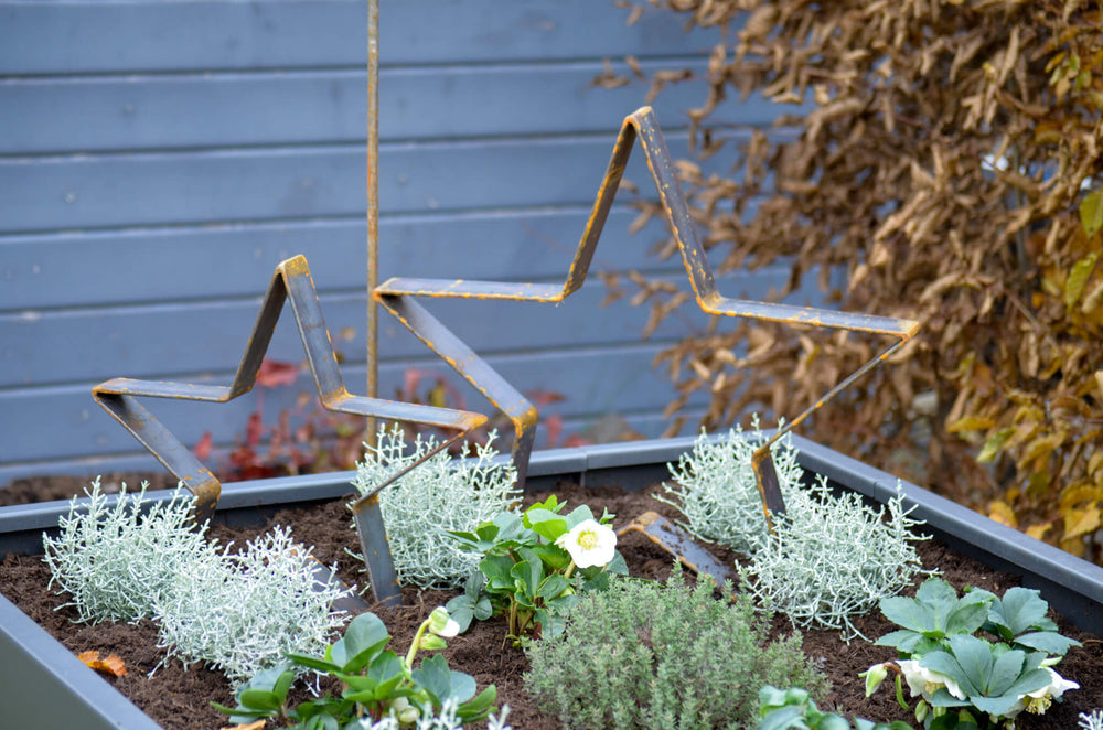 Metallsterne Novara im Hochbeet, unbeschichtet Metallsterne Novara im Hochbeet, unbeschichtet