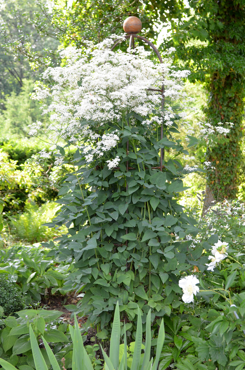 Obelisk Messina groß bewachsen mit weißen Blüten, unbecshichtet Obelisk Messina groß bewachsen mit weißen Blüten, unbecshichtet