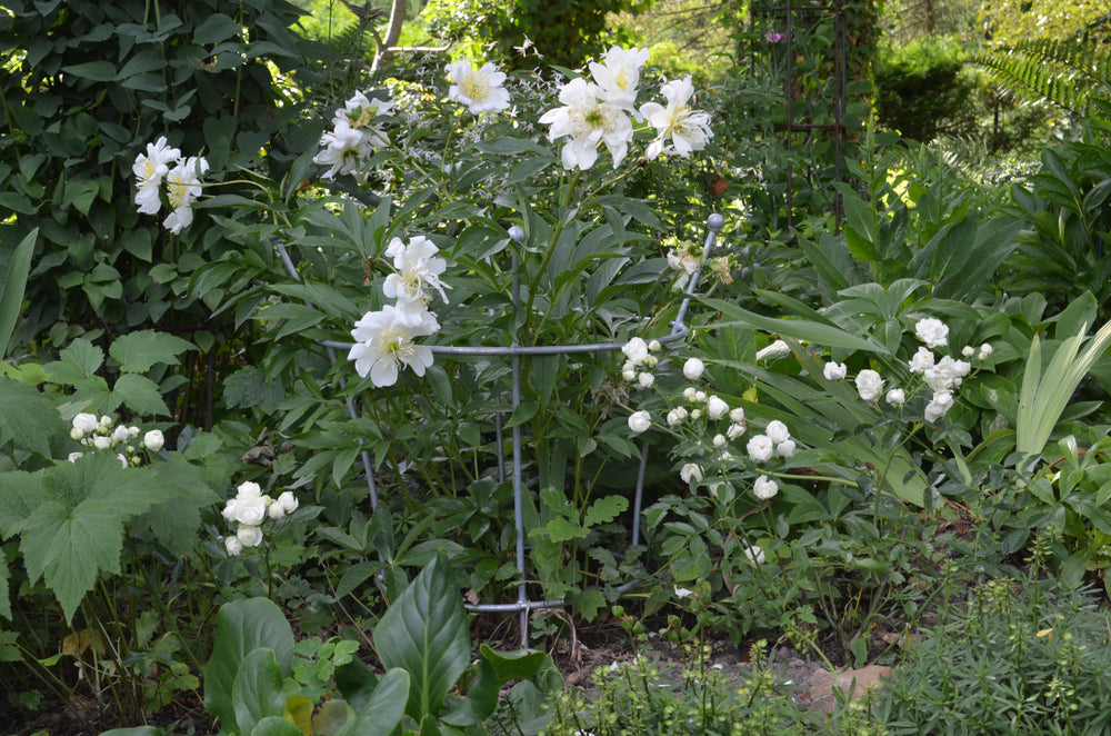 Pflanzstütze Grosetto in feuerverzinkt mit weißen Blumen bepflanzt Pflanzstütze Grosetto in feuerverzinkt mit weißen Blumen bepflanzt