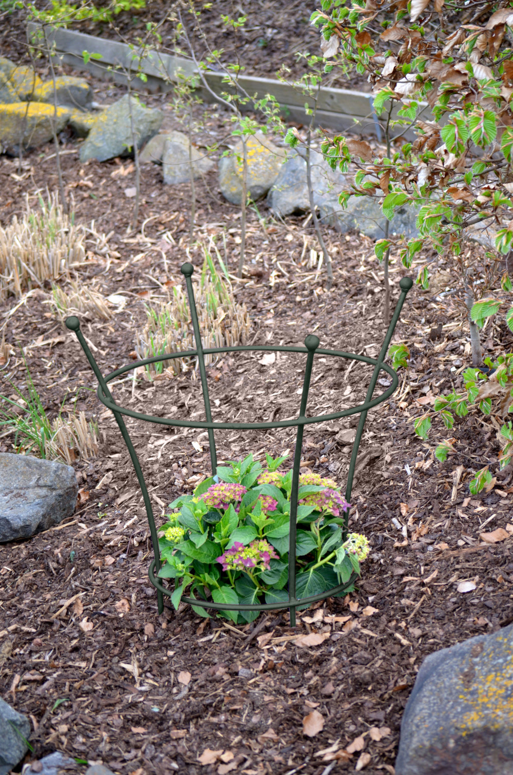 Pflanzenstütze Grosetto in pulverbeschichtet Sonderfarbe RAL 6009 Tannengrün in einem bepflanzten Beet Pflanzenstütze Grosetto in pulverbeschichtet Sonderfarbe RAL 6009 Tannengrün in einem bepflanzten Beet