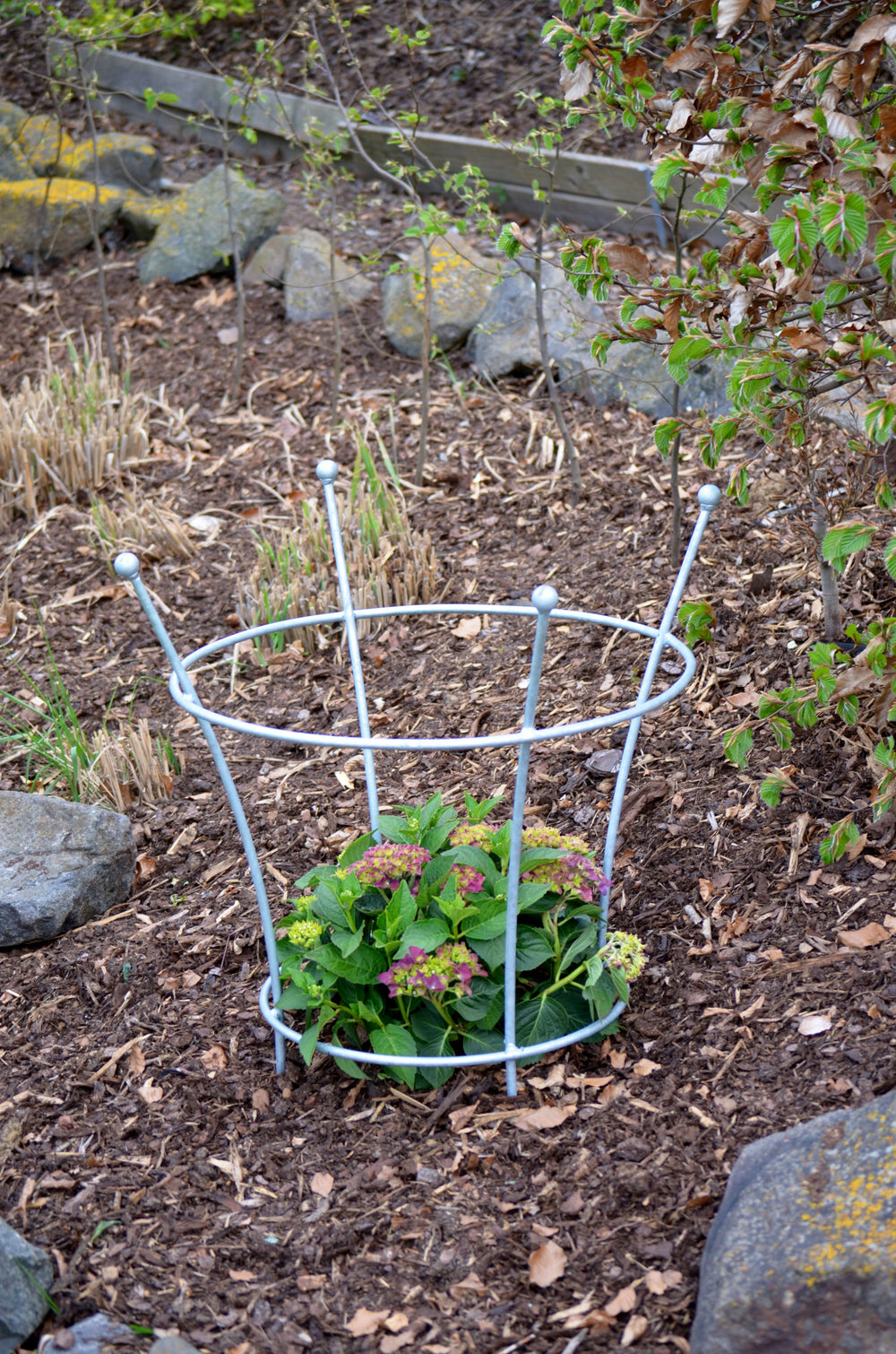 Pflanzstütze Grosetto in feuerverzinkt in einem Beet Pflanzstütze Grosetto in feuerverzinkt in einem Beet