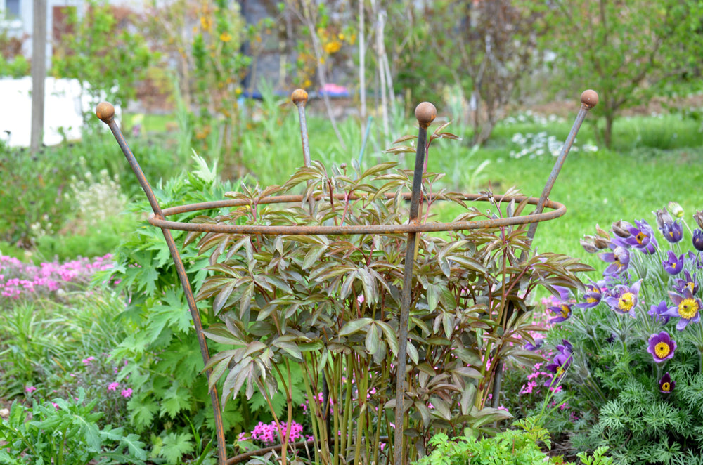 Pflanzenstütze Grosetto bewachsen mit grünen Pflanzen, unbeschichtet Pflanzenstütze Grosetto bewachsen mit grünen Pflanzen, unbeschichtet