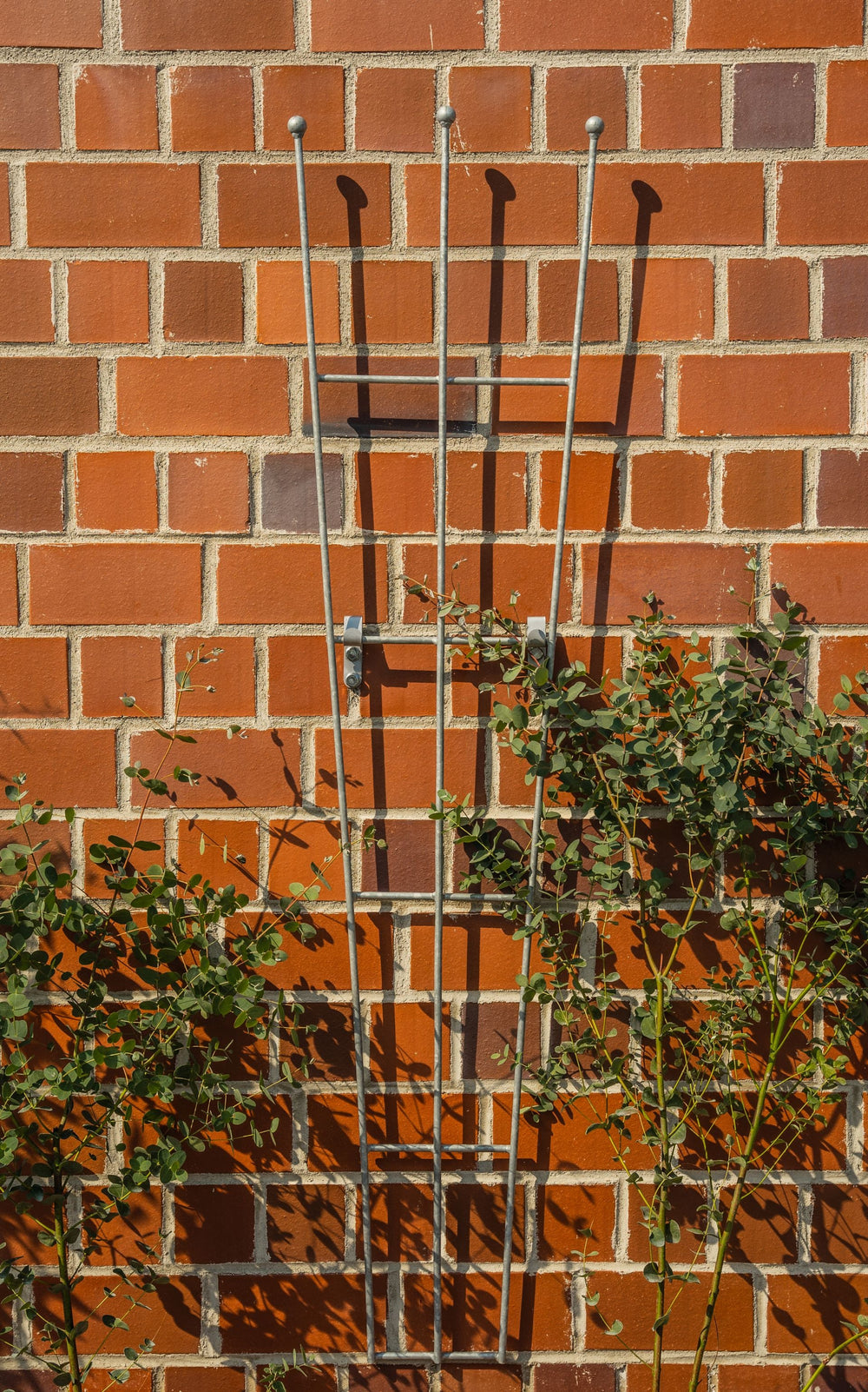 Rankgitter Bari vor Klinkerwand, feuerverzinkt Rankgitter Bari vor Klinkerwand, feuerverzinkt