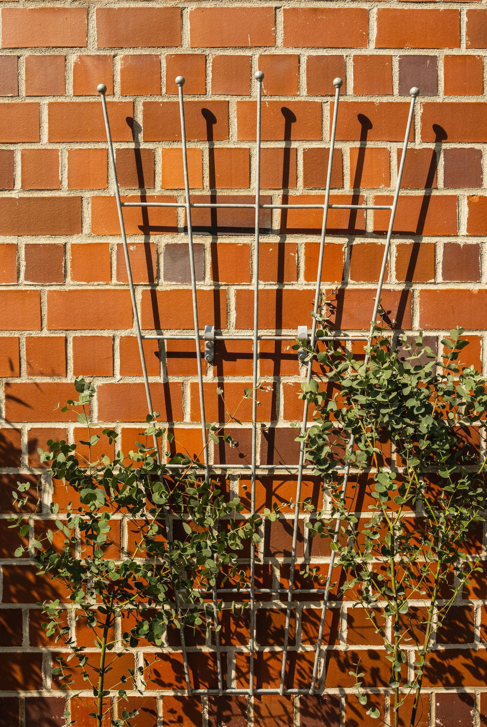 Rankgitter Brindisi vor klinkerwand, feuerverzinkt Rankgitter Brindisi vor klinkerwand, feuerverzinkt