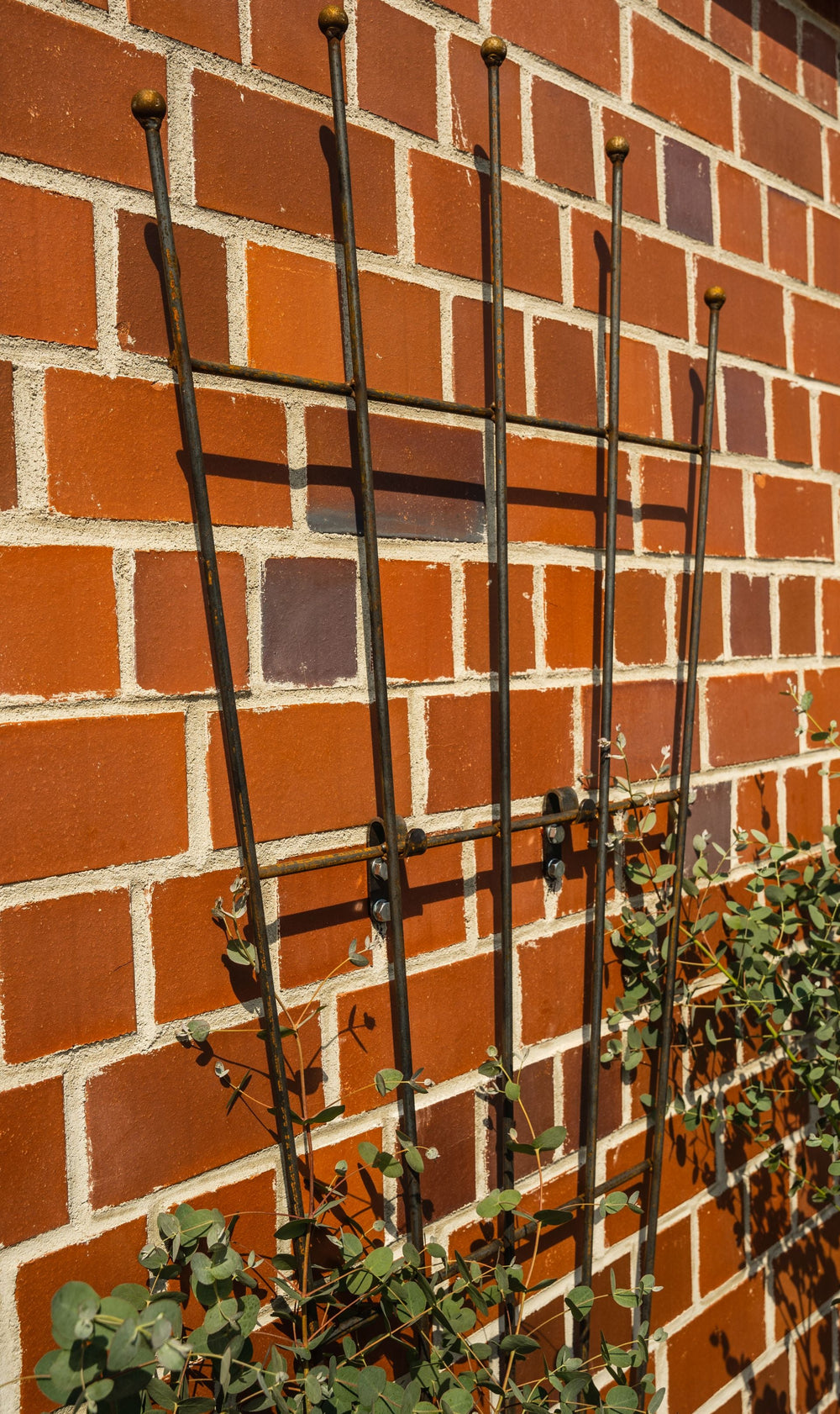 Rankgitter Brindisi vor Klinkerwand, unbeschichtet Rankgitter Brindisi vor Klinkerwand, unbeschichtet