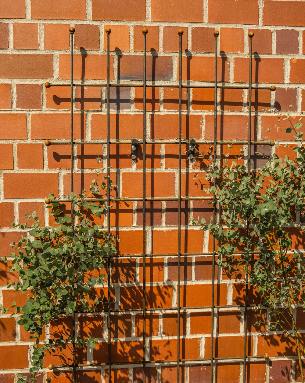 Rankgitter Tarent in unbeschichtet an einer Hauswand Rankgitter Tarent in unbeschichtet an einer Hauswand