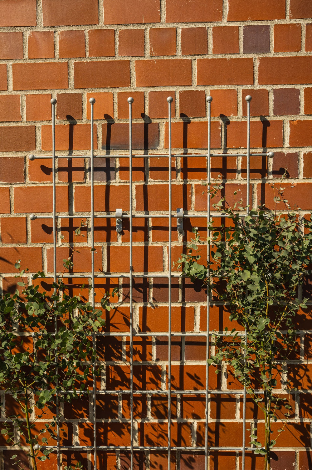 Rankhilfe Tarent aus Metall in feuerverzinkt an einer Wand Rankhilfe Tarent aus Metall in feuerverzinkt an einer Wand