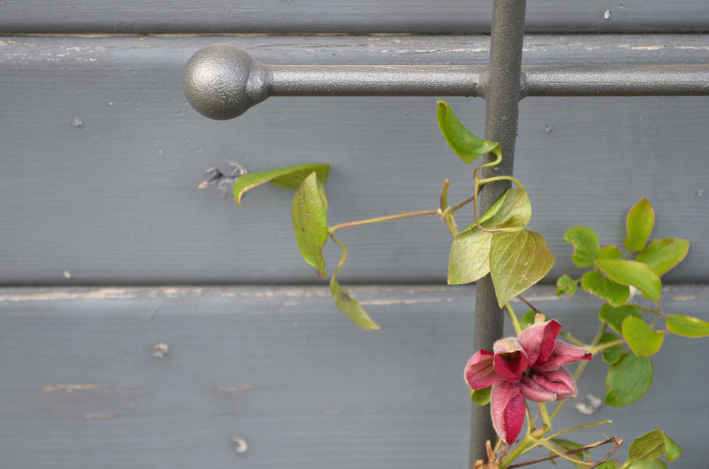 Rankgitter Tarent klein Detailansicht Kugelenden, pulverbeschichtet anthrazit Rankgitter Tarent klein Detailansicht Kugelenden, pulverbeschichtet anthrazit