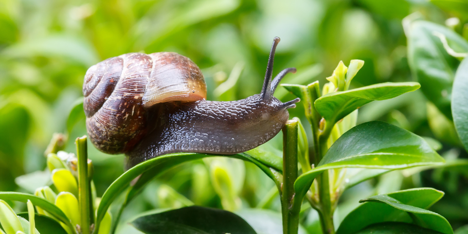 Schnecken bekämpfen auf natürliche Art: So schützen Sie Beet und Hochbeet