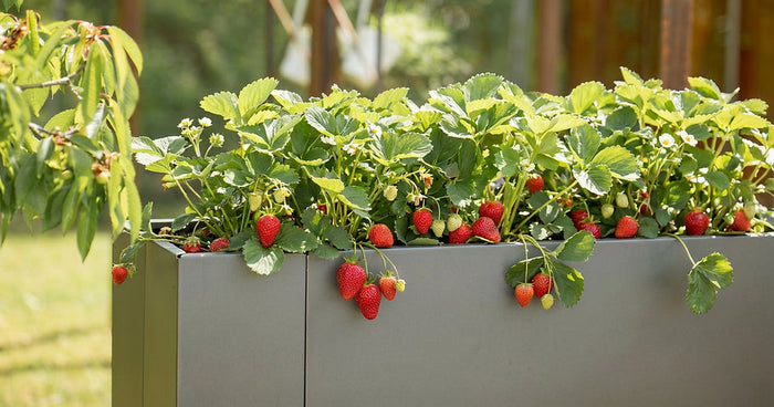 Erdbeeren im Hochbeet pflanzen: Standort, Erde, Pflanzzeit & Pflegetipps