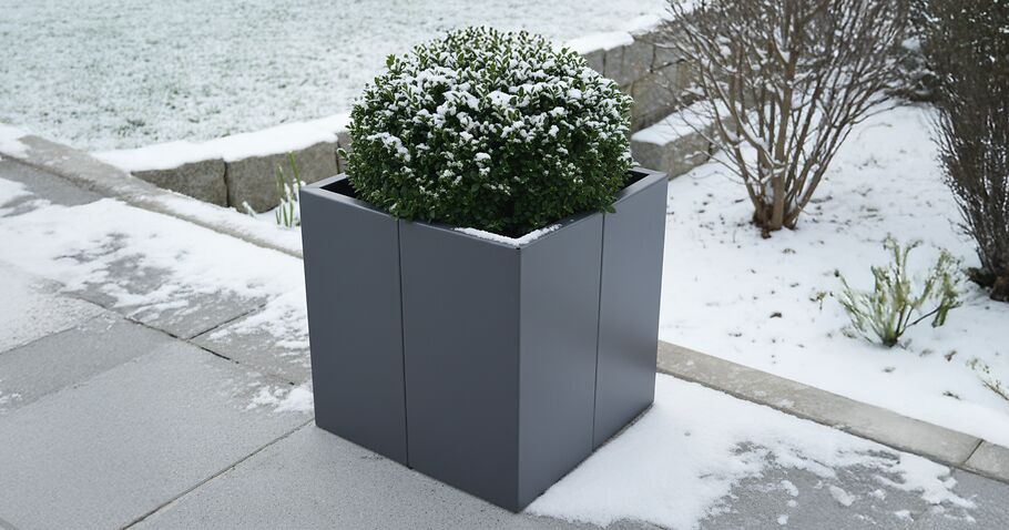 Winterharte Kübelpflanzen: Diese Pflanzen überstehen Frost im Pflanzkübel oder Hochbeet