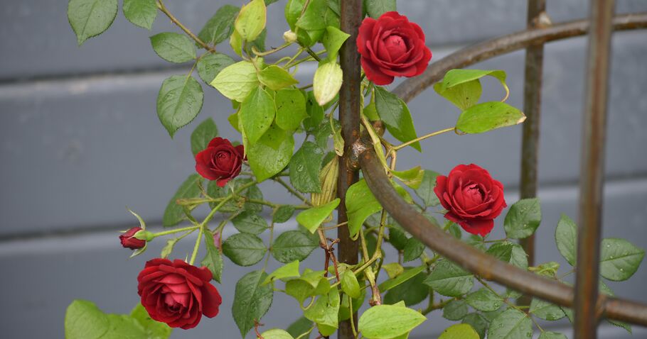 Rosen richtig stützen – so geben Sie Ihren Pflanzen sicheren Halt und Form