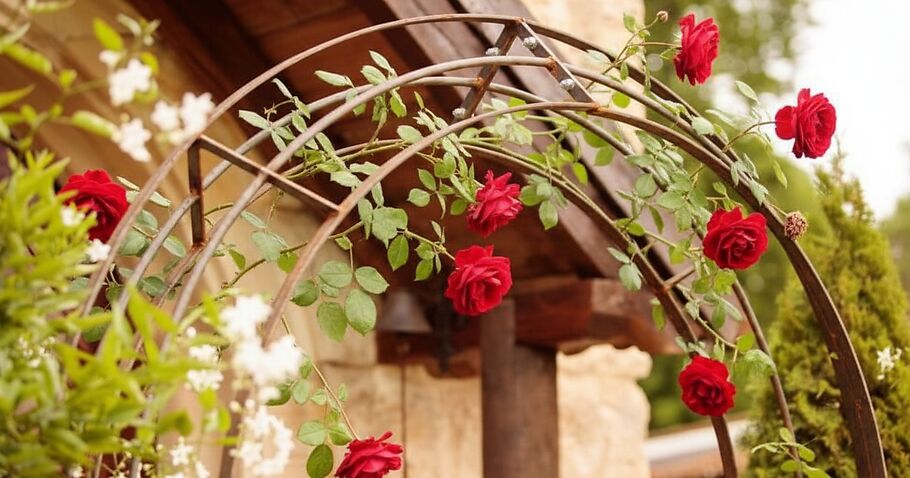 Rosenbogen richtig bepflanzen