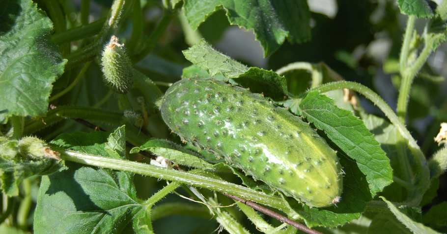 Die 5 häufigsten Krankheiten von Gurkenpflanzen